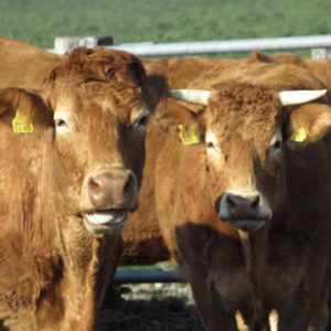 Natura-Beef von Rindern aus Mutterkuhhaltung
