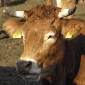 Natura-Beef von Rindern aus Mutterkuhhaltung