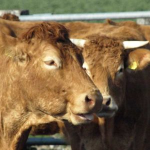 Natura-Beef von Rindern aus Mutterkuhhaltung